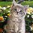 NarcissusCat