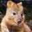 U_Quokka