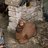 Jack_Toge