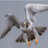 FalconMaster101