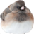 RoundBirb
