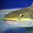 Atlantic_Catfish