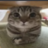 TheOGDragon1