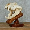 african-lion-skull-mount-_13743-for-sale-at-the-taxidermy-store.jpg