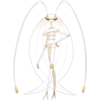 250px-795Pheromosa.png