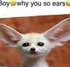 ear.jpeg