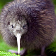 kiwi_