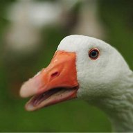 Spam Goose