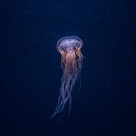 a jellyfish