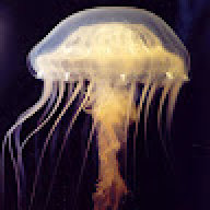 ErrantJellyfish