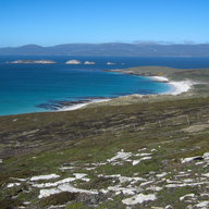 Falklandarin