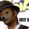 Sn00pDoge