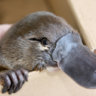 PlacatedPlatypus