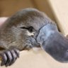 AwesomePlatypus