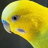 Chico the Parakeet