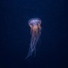 a jellyfish