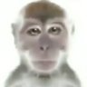 lemurn1