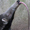 Anteater_Hi