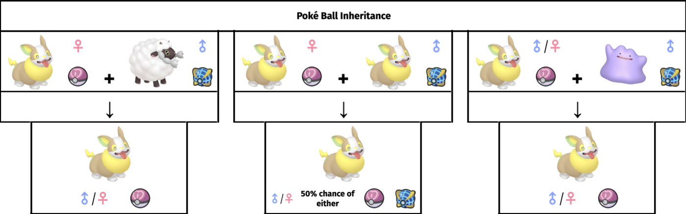 Female/non-Ditto passes the ball, or either parent if same species.